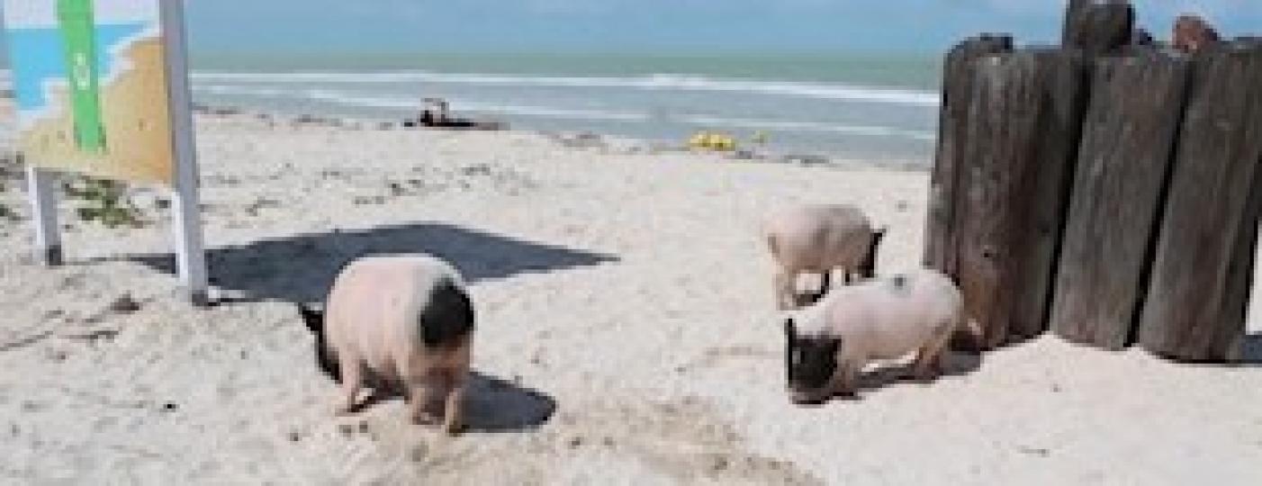 墨西哥「豬海灘」
墨西哥尤卡坦半島（Yucatan Peninsula）西北部港口城鎮普羅格雷索（Progreso）有一個「豬海灘」（Pig Beach）非常熱門，飼養的豬群又小又胖惹人喜愛，成為遊客...