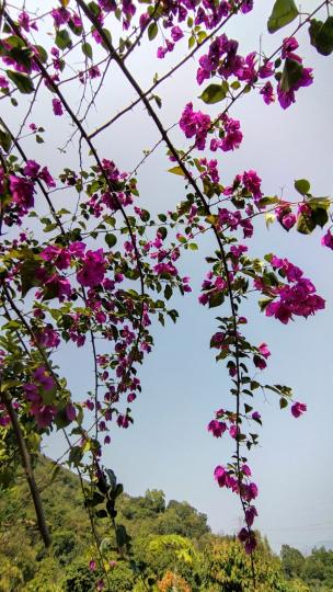 春天的杜鵑
春天萬物萌芽，杜鵑花亦紛紛開花了。...