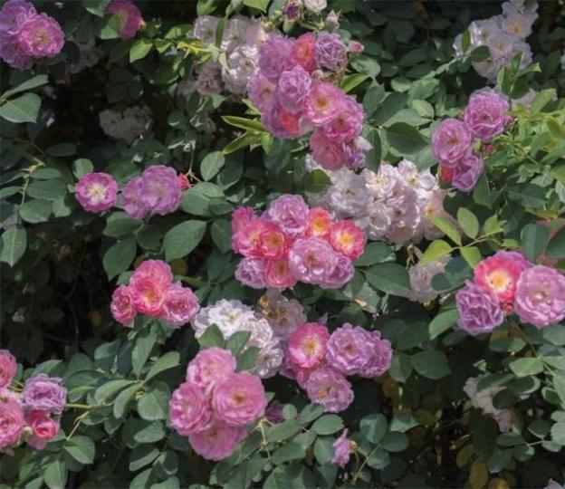 嗇薇花
薔薇花一般在5至9月之間開花。薔薇花的花朵美觀,顏色豐富,有紅色、白色、粉色、黃色和桃紅色等多種顏色,觀賞性很強。將薔薇花種在室內,可供觀賞,還能裝飾房子,淨化室內的空氣。... 嗇薇花
薔薇花一般在5至9月之間開花。薔薇花的花朵美觀,顏色豐富,有紅色、白色、粉色、黃色和桃紅色等多種顏色,觀賞性很強。將薔薇花種在室內,可供觀賞,還能裝飾房子,淨化室內的空氣。...