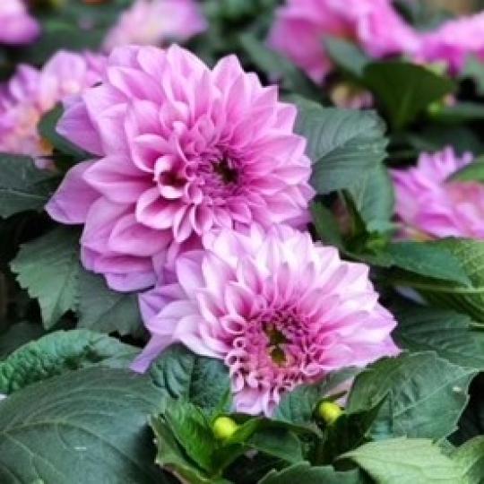 萬壽菊
萬壽菊常於春天播種，因其花大、花期長，所以多用來作花壇布景。萬壽菊的花語為「長壽、多福、康寧、永駐的青春」，所以用來祝福長者最適合。...