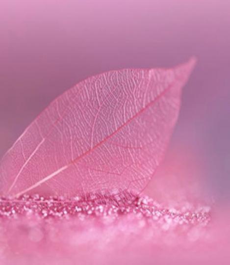 粉紅色的樹葉

粉紅色晶瑩通透的樹葉很特別，又好看。...
