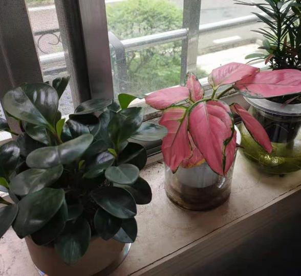 室內盆栽
哥哥喜歡在窗前擺放自己親手種植的盆栽。他最滿意的是萬年青，他很用心打理，適量澆水和抹去葉塵是他栽種心得。...