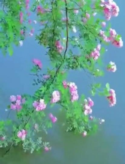 詩意
用「旭日東昇雲淡風輕，嫣紅翠綠花似錦」來形容相片中早晨所看到和感受到的情景是最適合不過的了。...