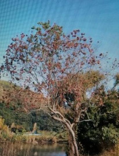 烏桕樹
烏桕樹是香港郊野公園常見的樹，汁乳有毒，設勿亂觸碰。...