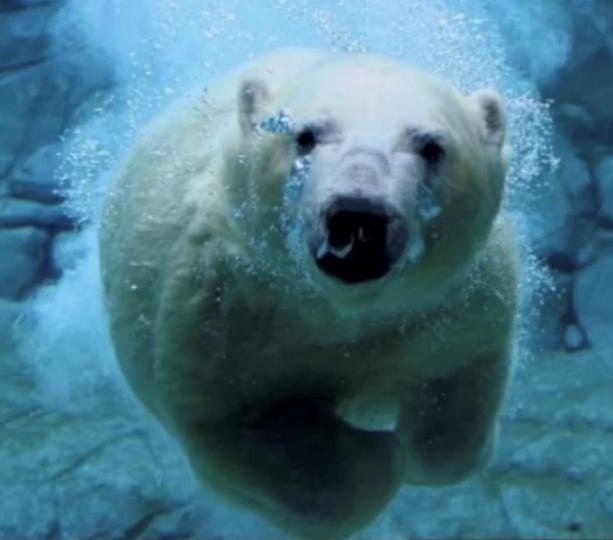 北極熊
北極熊是產自北極地區的一種大型肉食性哺乳動物，北極熊是現存體型最大的熊，也是現存陸地上最大的食肉動物。...