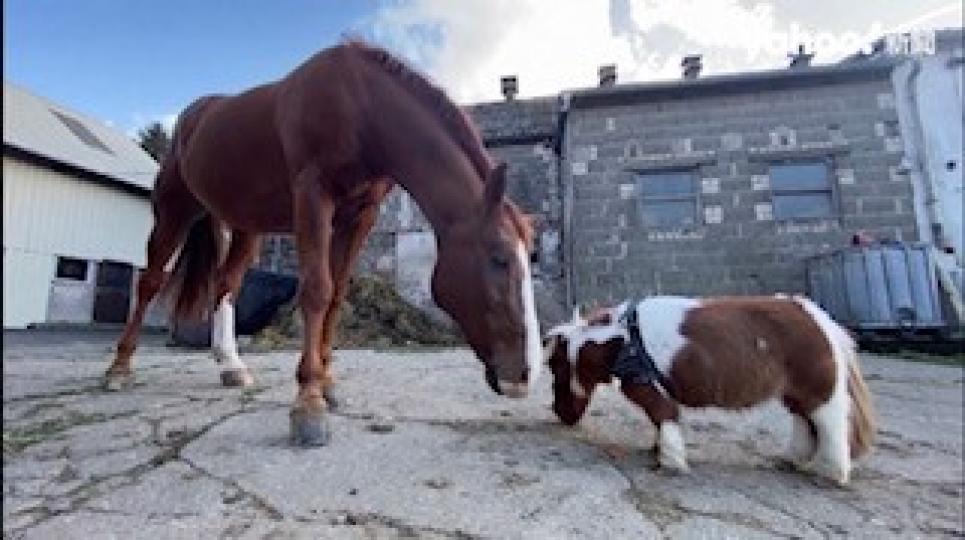 世界最小馬
號稱「世界最小馬」的德國矮腳馬身高50公分 短腿超萌挑戰金氏紀錄。...