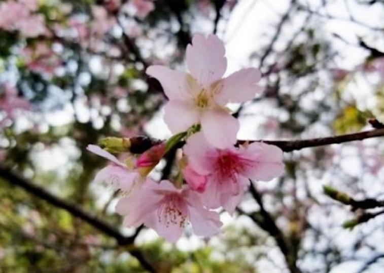 櫻花
疫情下港人出遊不便，但賞櫻不一定要長途跋涉、飛往日韓，中文大學新亞書院知行樓外的河津櫻今已悄然盛開，吸引大批遊人拍照，今個新春要避免人多拜年，一享賞櫻之樂成另一選擇。...