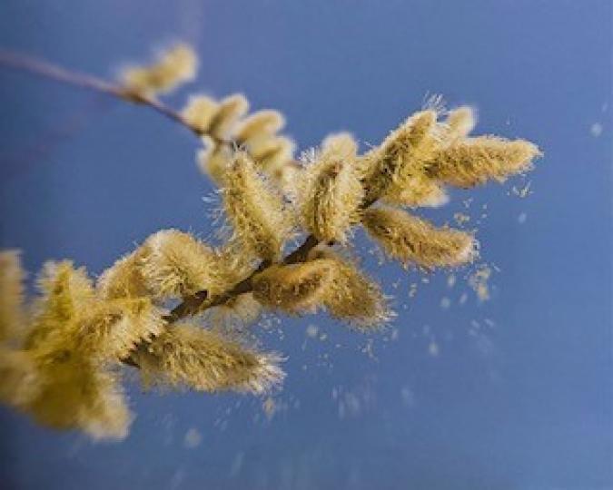 花粉症
花粉症是屬於鼻敏感的範疇。...