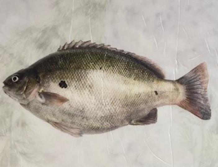 寶石魚
寶石魚因身上魚鱗閃閃發光所以得名寶石魚。寶石魚含豐富奧米茄三,對預防心血管病有幫助,所以為愛好健康人士別給予「醫生魚」的稱號。... 寶石魚
寶石魚因身上魚鱗閃閃發光所以得名寶石魚。寶石魚含豐富奧米茄三,對預防心血管病有幫助,所以為愛好健康人士別給予「醫生魚」的稱號。...