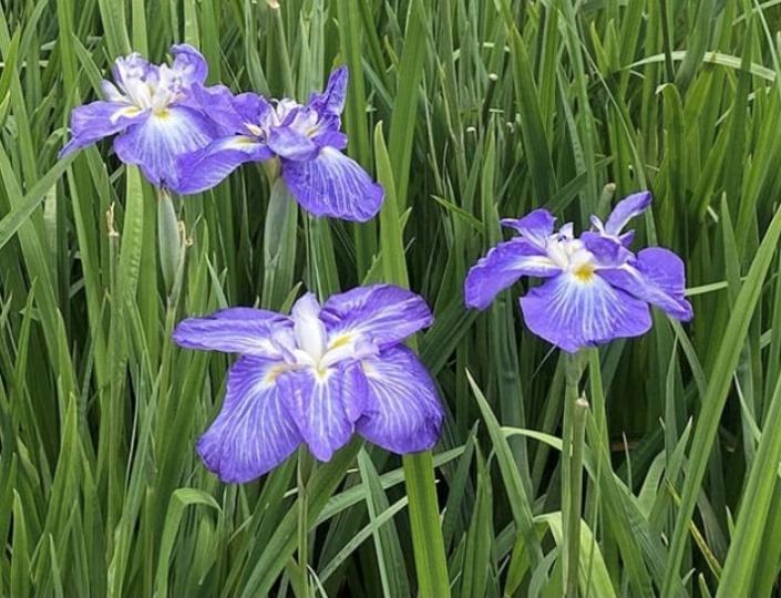 菖蒲
菖蒲是水花植物、分布地很廣,中國整個溫帶地方基本都能找到它。菖蒲可以提取芳香油。端午節有把菖蒲葉和艾草捆一起插於簷下的習俗;根莖可製香味料。... 菖蒲
菖蒲是水花植物、分布地很廣,中國整個溫帶地方基本都能找到它。菖蒲可以提取芳香油。端午節有把菖蒲葉和艾草捆一起插於簷下的習俗;根莖可製香味料。...