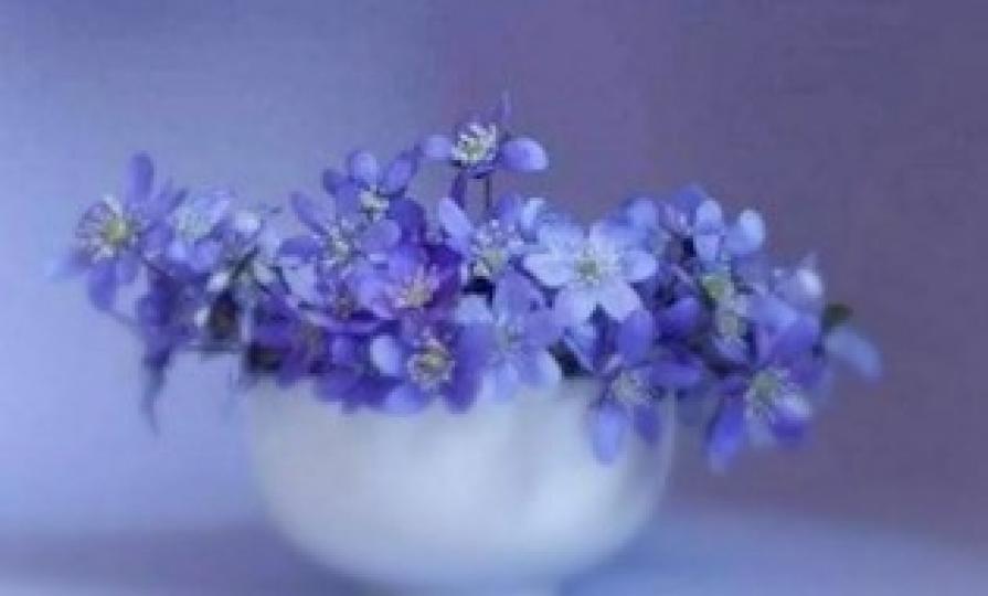 粉紫藍色小花

高雅浪漫的粉紫藍花普遍受歡迎。...