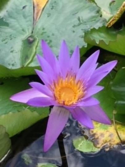 紫色蓮花
剛翻開相簿，看見這紫色蓮花是我數年前在星加坡拍攝到的。...
