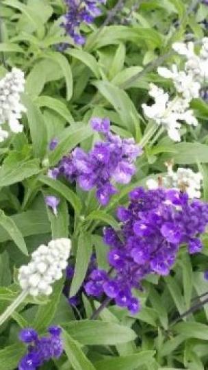 鼠尾草

鼠尾草盆栽不用經常照顧也能常開花，花朵還能吸引蜂鳥。...
