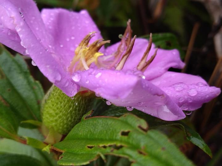 晶瑩通透美
今早大驟雨把花兒弄濕了，但我反覺得有一種晶瑩通透的美。...