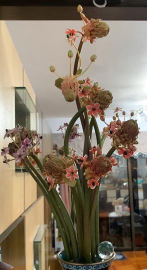 虎眼萬年青
這虎眼萬年青賀年家花花心如目光烱烱有神的虎眼，很應年。...