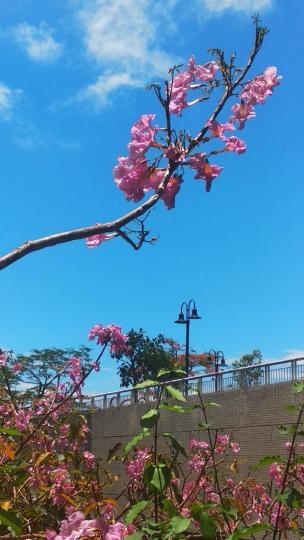 紅風鈴花
在公園裏黃風鈴花處處可見，但紅風鈴花則少見。...