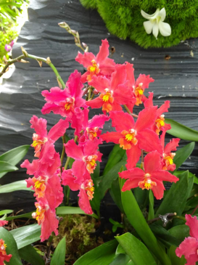 紅色蘭花
這品種蘭花體型不大，花萼和花蕊呈黃色，形態美麗。...