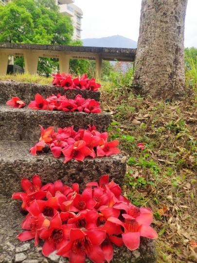 大紅花

一羣惜花的行山朋友會把凋落在地上的花放在適當的地方去美化環境，十分環保。...