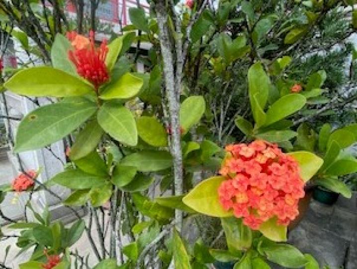 色彩配搭

橙紅色的花在綠葉襯托下，十分好看。...