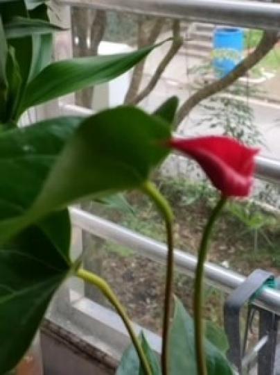 紅掌
哥哥初試在露台種的紅掌開了一大片，他十分開心。...