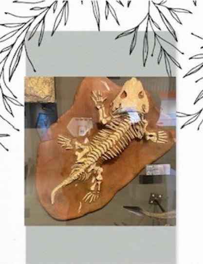 西摩螈化石複製品
西摩螈化石複製品是260 萬年美國德州發現的。...