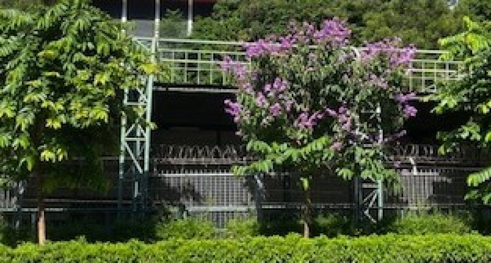 路旁花草
很多大馬路旁都種滿樹和花草，但中秋將近，日夜漸涼，有些花樹仍然開得茂盛。...