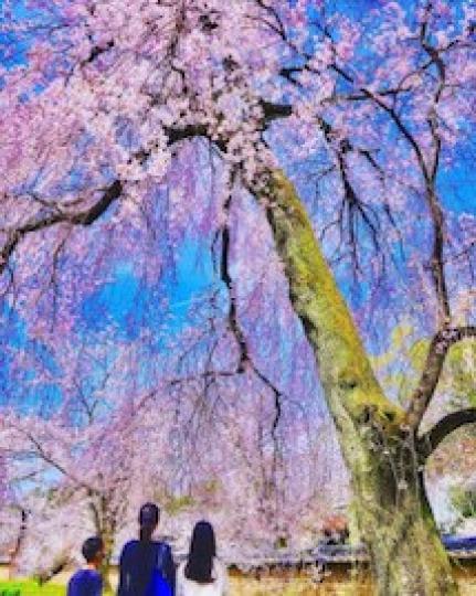 賞櫻花

日本是賞櫻花的最佳地方，因疫情尚未完結，唯有從照片欣賞吧！...