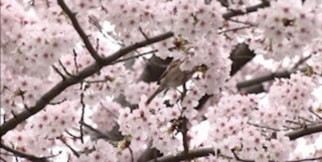 東京櫻花
2022年東京的櫻花在3月27日已經盛開，比往常提前了4天。白中透粉的櫻花樹群迎風搖曳，美不勝收。過往的「櫻花季」是民間盛事，也是一大觀光熱點，人們會成群坐在櫻花樹下野餐、唱歌和飲酒，但這兩...