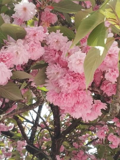 櫻花盛放

現正是櫻花盛放的季節，香港多個海濱公園都可以欣賞到。...