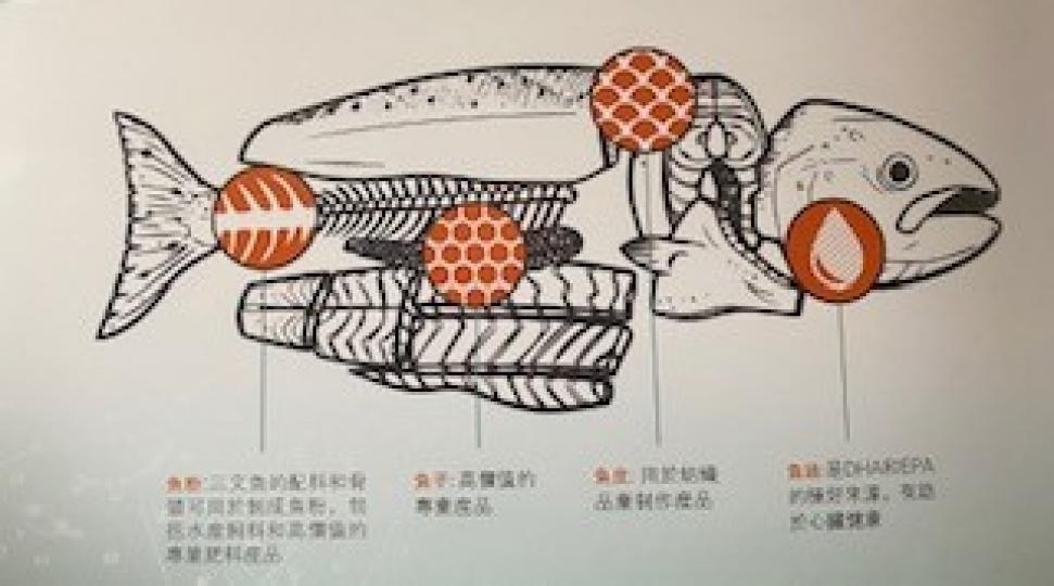 三文魚
三文魚周身是寶:魚油有助心臟健康;魚子是高價值的專業產品;魚皮可用於紡織品製作;魚粉來自魚骨頭,可用於水產飼料。... 三文魚
三文魚周身是寶:魚油有助心臟健康;魚子是高價值的專業產品;魚皮可用於紡織品製作;魚粉來自魚骨頭,可用於水產飼料。...