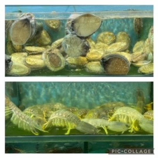 海鮮
鮑魚和瀨尿蝦很新鮮，一於果皮清蒸鮑魚和椒鹽瀨尿蝦。...