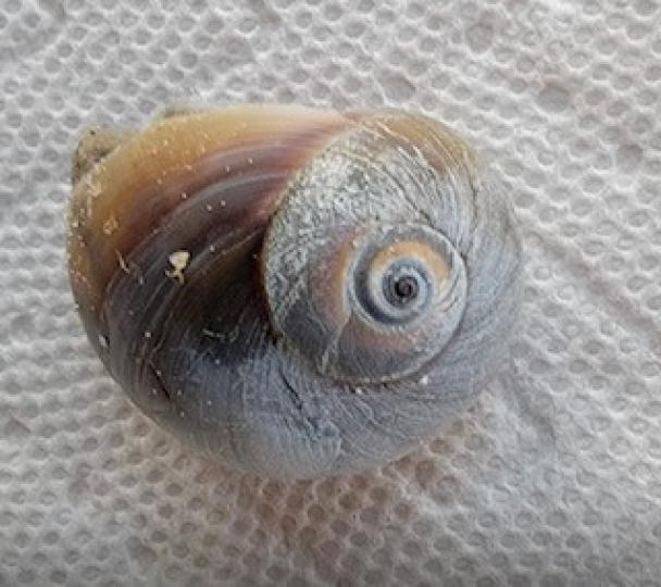 貝殻

慢步沙灘上偶爾會拾到外型特別的貝殻。...