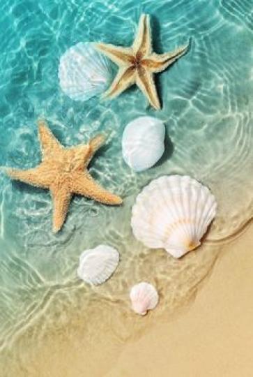 海灘寶物

海星和貝穀是愛好收藏者視之為海灘寶物。...