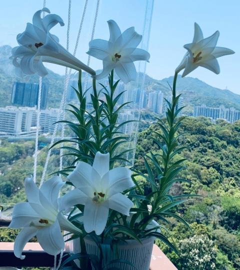百合花
相傳當時耶穌被釘在十字架上,流下的血滴在地上,就開出了純白的百合花。教堂擺放百合花,代表著耶穌的聖潔,同時象徵新生與希望。
現金百合花代表純潔、尊敬,尤其是白色的百合,最受人喜愛。... 百合花
相傳當時耶穌被釘在十字架上,流下的血滴在地上,就開出了純白的百合花。教堂擺放百合花,代表著耶穌的聖潔,同時象徵新生與希望。
現金百合花代表純潔、尊敬,尤其是白色的百合,最受人喜愛。...