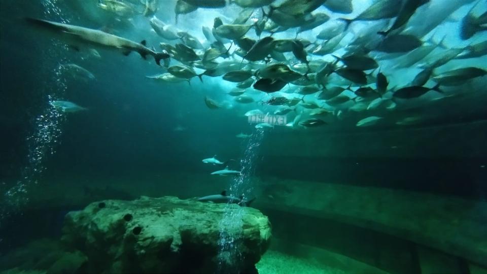 觀賞鯊魚

喜歡觀賞鯊魚的朋友可以到海洋公園，安全又舒適。...