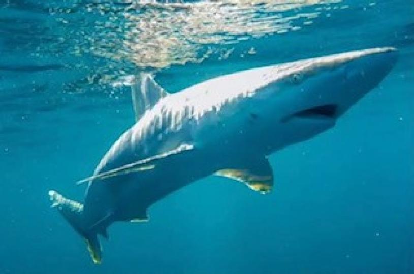 公牛真鯊
亞馬遜熱帶雨林里有公牛真鯊，鯊魚體長1.5到2.2米，最大的個體接近3米。牠們可以在河川和湖泊中生存，所以在水中要小心鯊魚。...