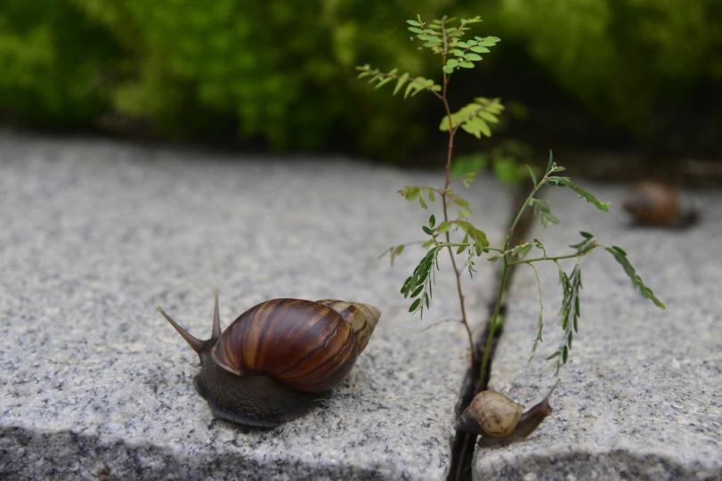 隨心拍
下雨後多蝸牛出現，隨心拍下它們的出沒，感到輕鬆休閒又有趣。...