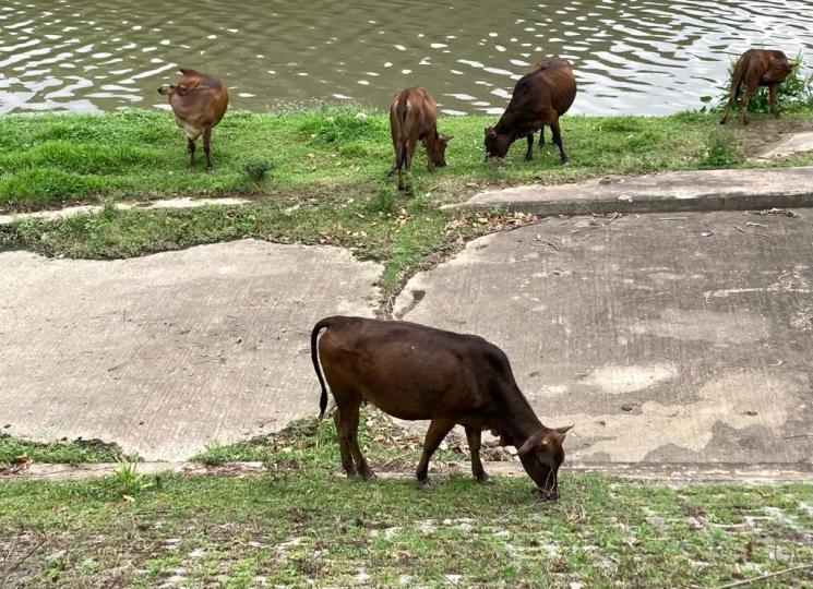保持社交距離

牛隻也懂社交距離，真有趣。...