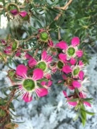 特別的花
這花我不知它的名字,覺得花芯似貓眼般閃亮,五瓣玫瑰紅花瓣很工整,美在顏色配合和能勾起我的想像力。... 特別的花
這花我不知它的名字,覺得花芯似貓眼般閃亮,五瓣玫瑰紅花瓣很工整,美在顏色配合和能勾起我的想像力。...