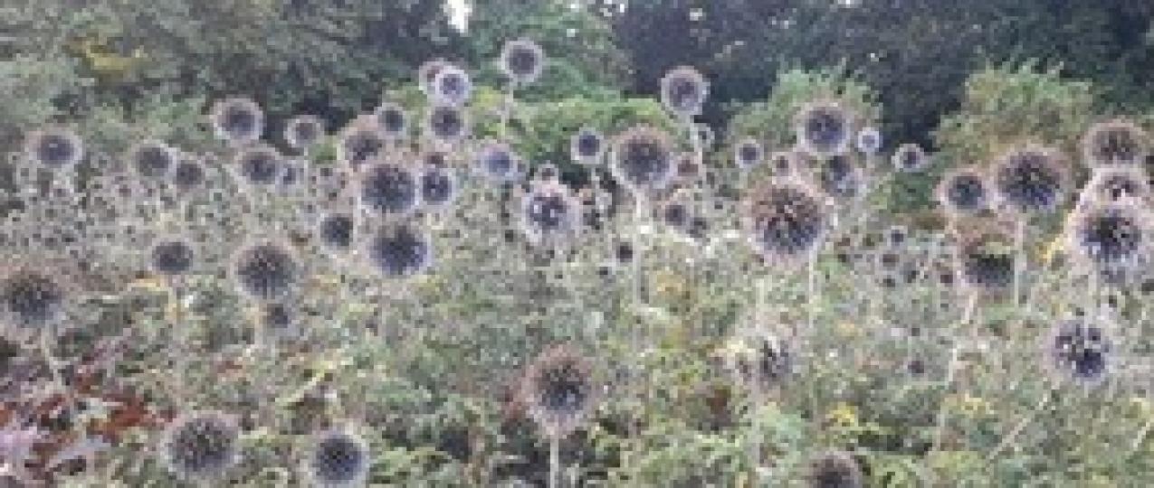 芒草
芒草給人有若隠若現的感覺，迎風搖曳，很有動感。...