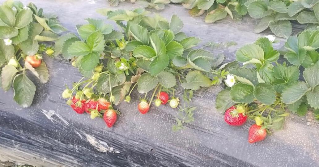 士多啤梨

香港大部份果園都有種植士多啤梨，吸引不少家庭到果園即摘即食，大快朵頤。...