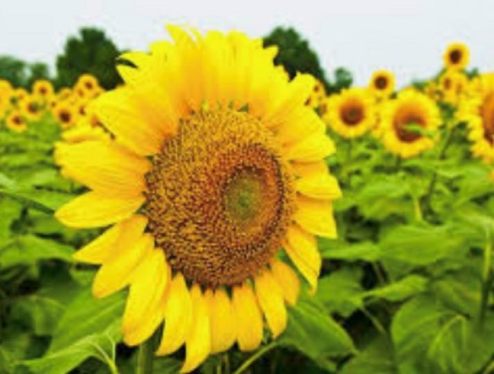 向日葵
向日葵的花語是信念、光輝、高傲、忠誠和愛慕，向日葵的寓意是沉默的愛，代表著勇敢地去追求自己想要的幸福。...
