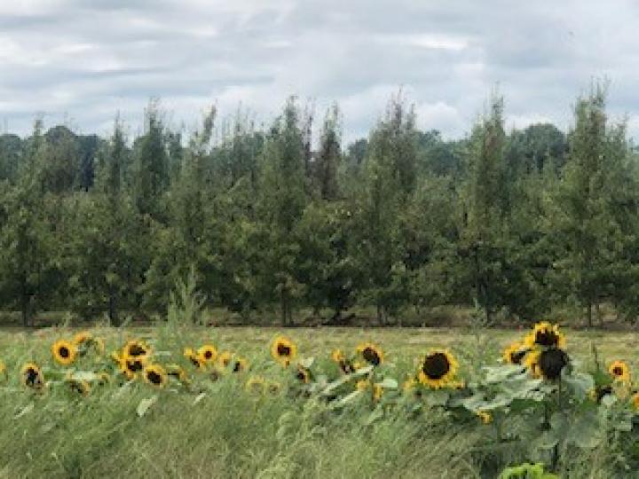 太陽花

很久沒有目睹一大片的太陽花田了!...