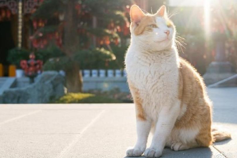 模特兒
這貓兒似是在戶外曬太陽，但我覺得牠是在擺姿勢吸引人為牠拍照。...
