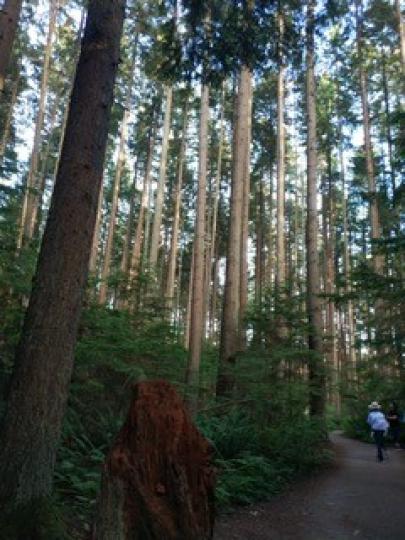 林蔭山路

喜歡行山人士夏天宜選林蔭山路行。...