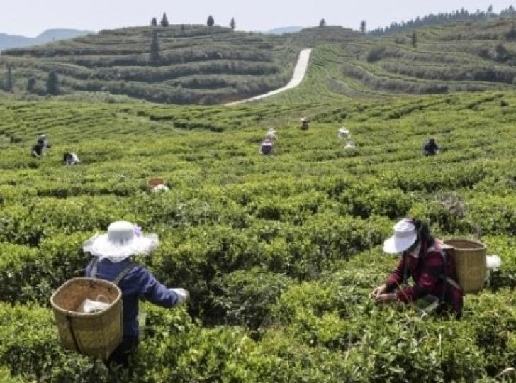 巴鈴鎮
巴鈴鎮是中華人民共和國貴州省黔西南布依族苗族自治州興仁市下轄的一個鄉鎮級行政單位。鎮內萬畝茶園,農民靠採茶青為生。... 巴鈴鎮
巴鈴鎮是中華人民共和國貴州省黔西南布依族苗族自治州興仁市下轄的一個鄉鎮級行政單位。鎮內萬畝茶園,農民靠採茶青為生。...