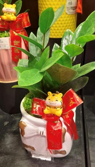 小老虎
花墟賀年盆栽都紛紛加上吉祥語句和小老虎裝飾。...