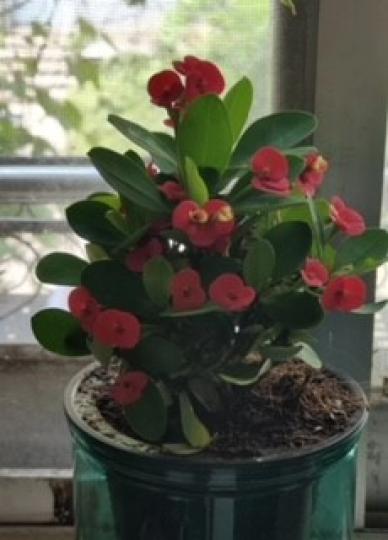 虎刺梅
虎刺梅很容易開花，適合喜歡花又疏於照顧植物的人。...