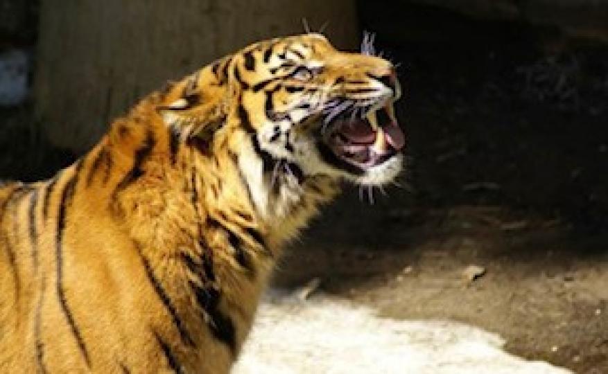 人類為什麼不吃食肉動物的肉?
食肉動物的食用在人類的菜譜中很少,是因為食肉動物的兇猛性讓早期的人類很難飼養,先比與肉羊來說,食肉動物的危險性非常的大,而且早期的人類沒有馴服猛獸的技術,所以從早期還是... 人類為什麼不吃食肉動物的肉?
食肉動物的食用在人類的菜譜中很少,是因為食肉動物的兇猛性讓早期的人類很難飼養,先比與肉羊來說,食肉動物的危險性非常的大,而且早期的人類沒有馴服猛獸的技術,所以從早期還是...