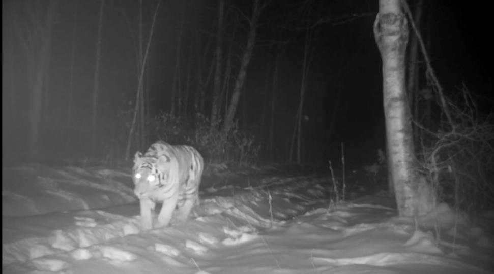 西伯利亞虎
西伯利亞虎是罕見的，只有隱形相機才能拍攝到。...